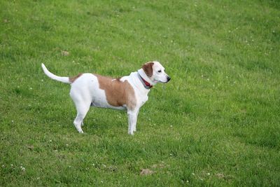 Dog running on grassy field