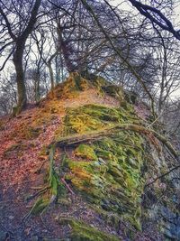 Low angle view of tree in forest during autumn