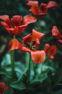 Close-up of red flowering plant