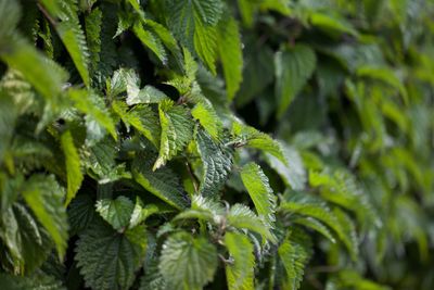 Close-up of fern leaves