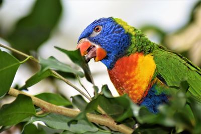 Close-up of parrot perching on leaf