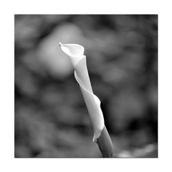 Close-up of white rose flower