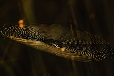 Close-up of spider on web