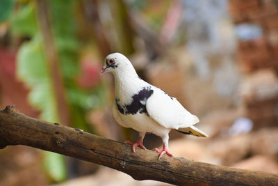 Close-up of bird perching on branch