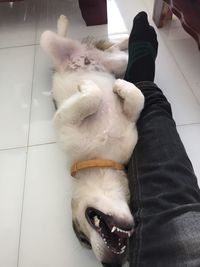 Close-up of man with dog