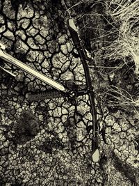 Low angle view of bare tree