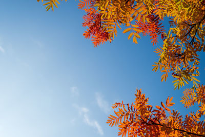 Low angle view of autumn tree against sky