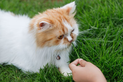 Midsection of person with kitten