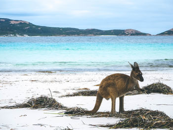 View of dog on beach