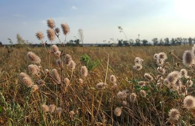 Plants growing on field against sky