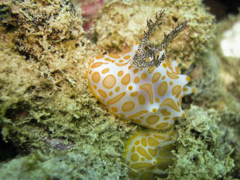 Close-up of coral in sea