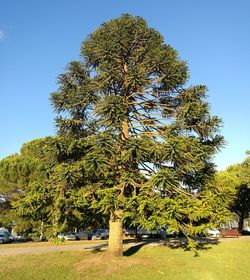 Tree in park against clear sky