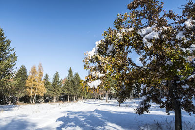 Trees on snow covered land against sky