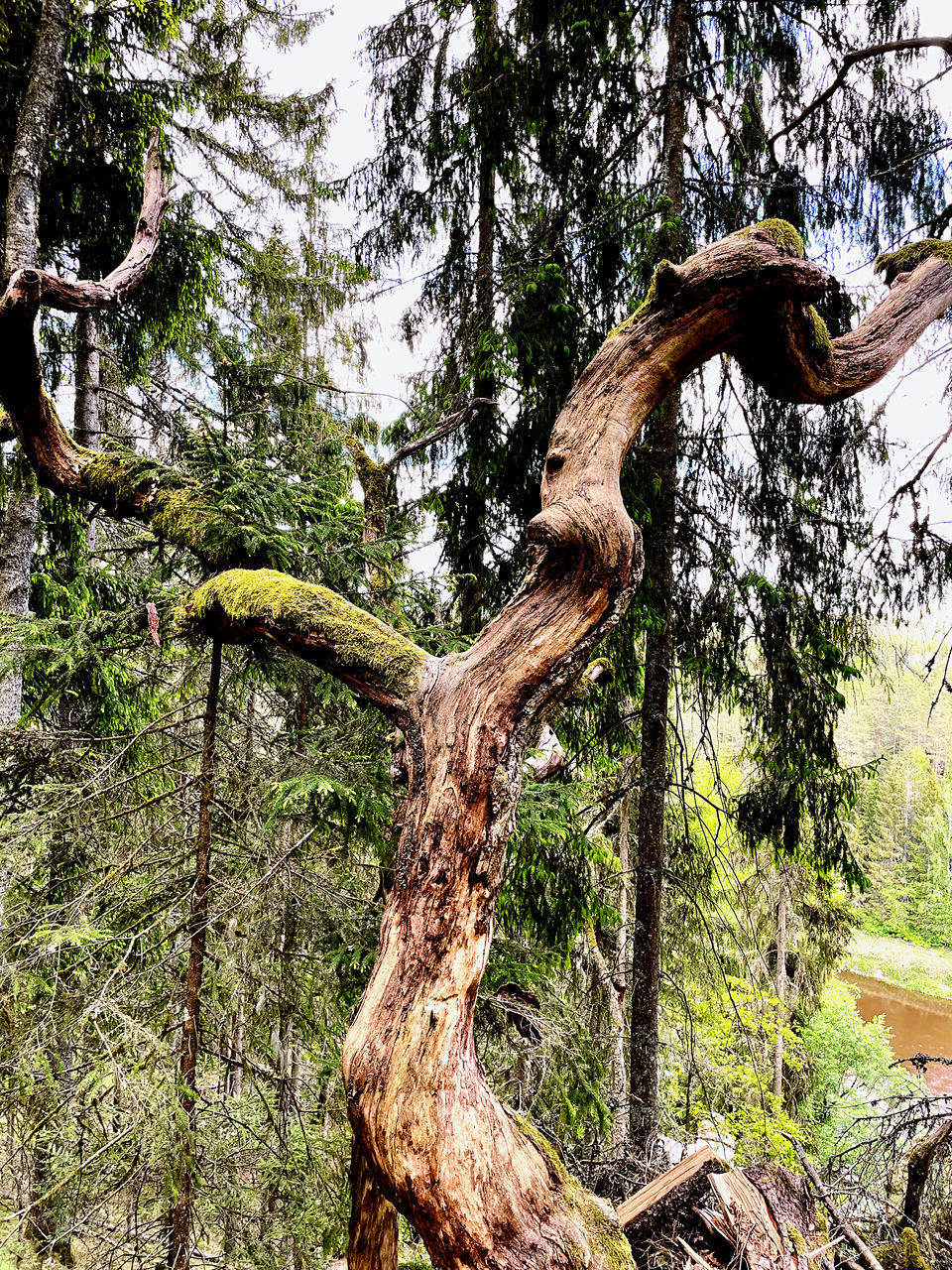 tree, plant, tree trunk, nature, trunk, growth, branch, no people, day, tranquility, woodland, beauty in nature, forest, land, low angle view, outdoors, flower, green, sky, non-urban scene, tranquil scene, leaf, wood, sunlight, plant part