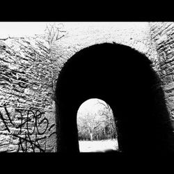 Bare trees in the dark