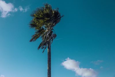 Low angle view of tree against blue sky