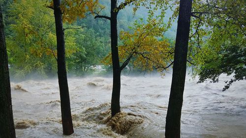 Trees in forest