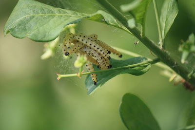 Close-up of insect on leaf