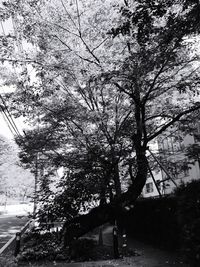 Bare trees against sky