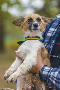 Dog holding puppy