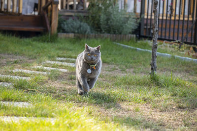 View of a dog on field