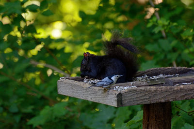 Monkey sitting on a tree