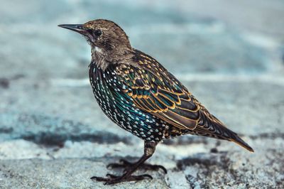 Close-up of bird perching on a land