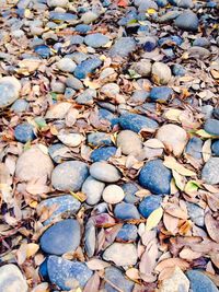 Full frame shot of autumn leaves