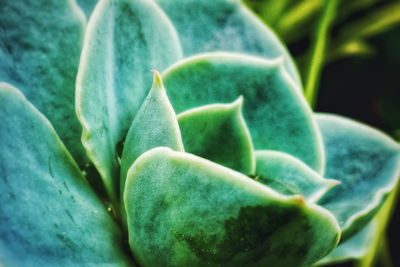 Close-up of succulent plant growing outdoors