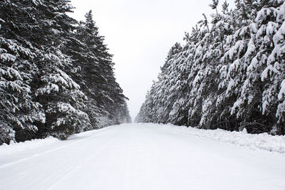 Long white road in the forest. fir trees grow along the roads. all trees are covered with snow.