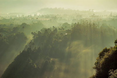 Panoramic view of trees on landscape against sky