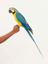 Cropped hand of man holding gold and blue macaw against white background