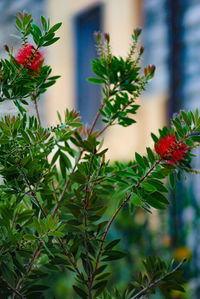 Close-up of red flowering plant on tree