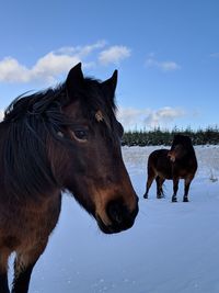 Horses on a field