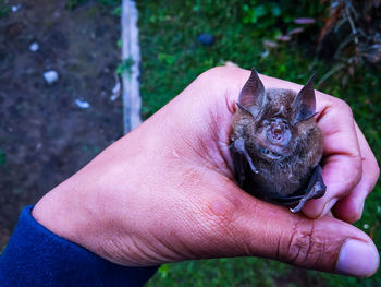 High angle view of person holding hand