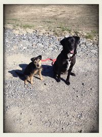 domestic animals
