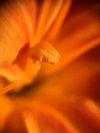 Full frame shot of orange flower