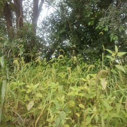 Plants growing in forest