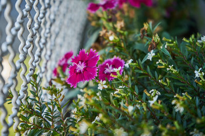 Close-up of pink flowering plant