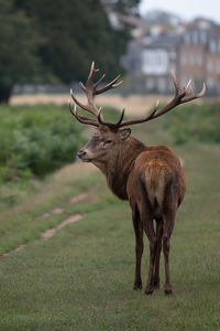 Large red stag on the alert during the autumn rutting season