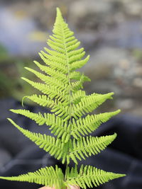 Close-up of fern leaf