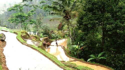 Road amidst trees and plants