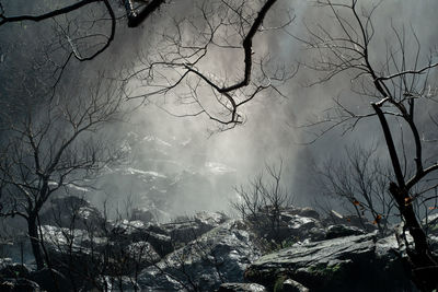 Scenic view of forest during winter