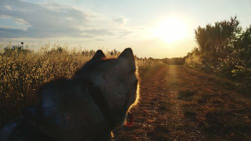 Dog on grass against sky during sunset