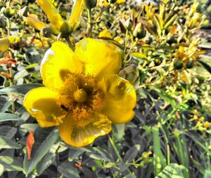 Close-up of yellow flower