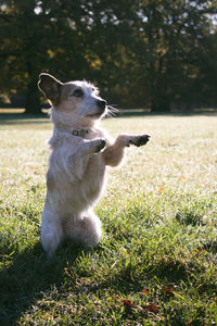 View of dog on field