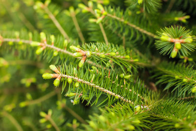 Close-up of green leaves on plant