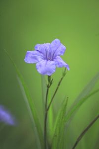 Close-up of purple flower blooming outdoors