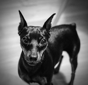 Close-up portrait of dog