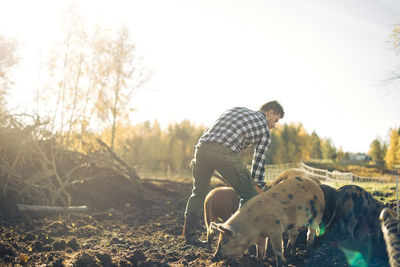 Mid adult male farmer feeding pigs at organic farm